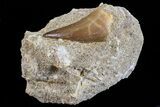 Mosasaur (Prognathodon) Tooth In Rock #70460-2